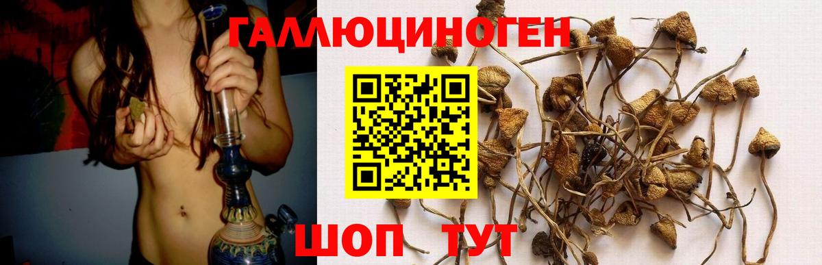Псилоцибиновые грибы Cubensis  Вход с VPN  Майкоп 